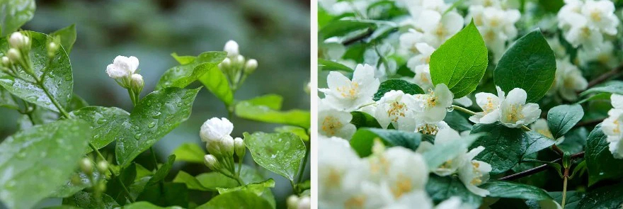 Jasmine Flower.jpg Jasmine Flower.jpg