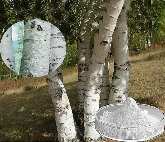 Betulin Powder