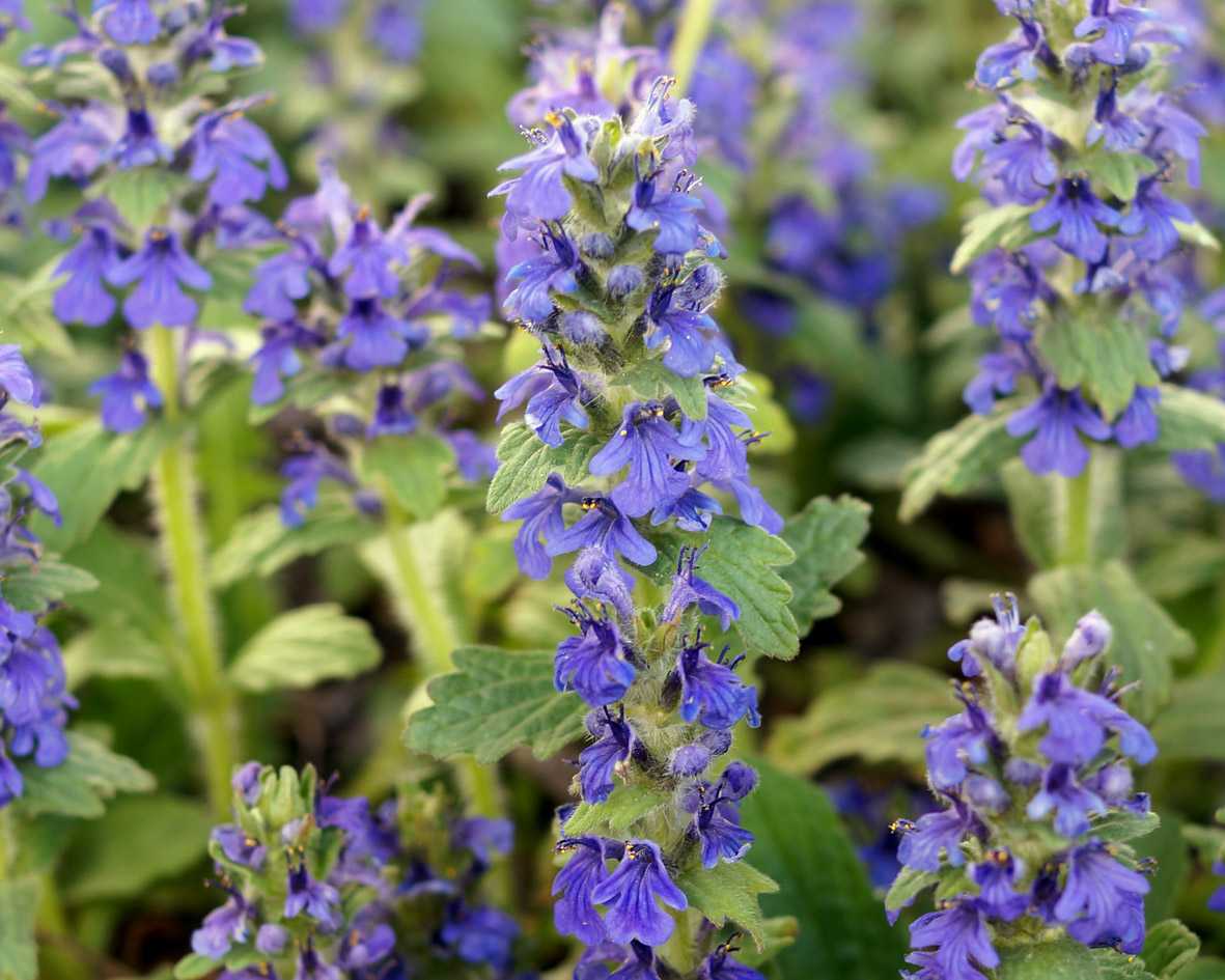 Ajuga Turkestanica extract