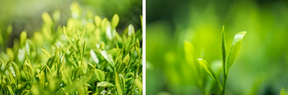 Green tea extract polyphenols