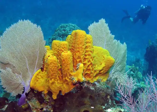Hydrolyzed Sponge
