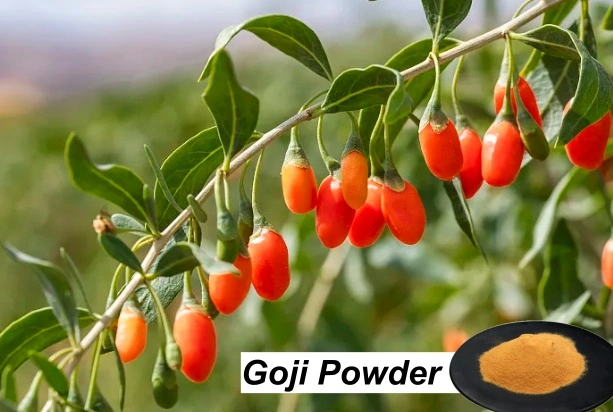 Goji Juice Powder