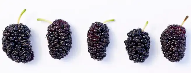 Mulberry Extract Powder