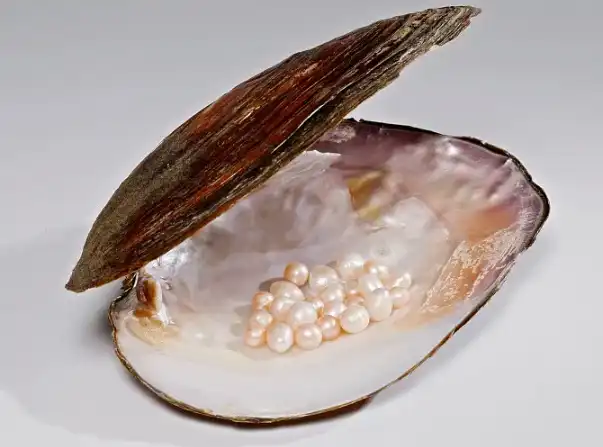 Bulk Pearl Powder Bulk Pearl Powder