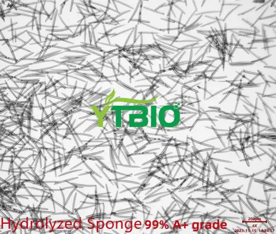 Sponge Spicule