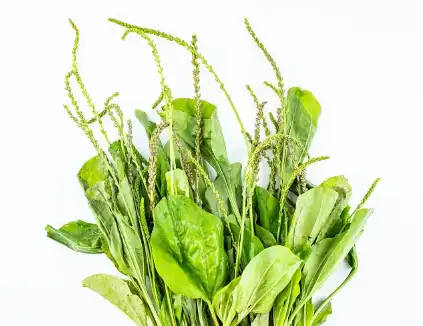 Plantain Extract Powder Plantain Extract Powder