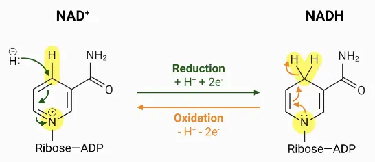 Nicotinamide Adenine Dinucleotide Nicotinamide Adenine Dinucleotide
