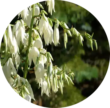 Yucca Extract Powder