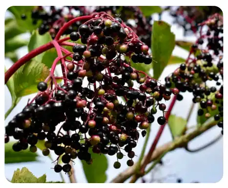 Elderberry Fruit Powder