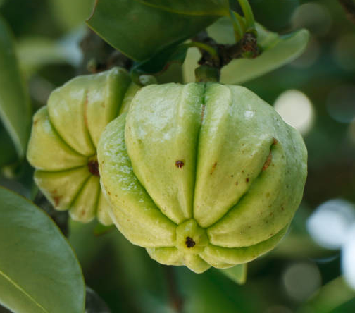 Garcinia Cambogia.png Garcinia Cambogia.png
