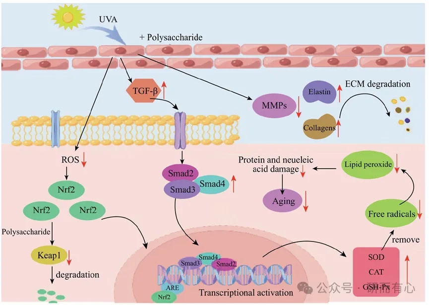 news- Plant polysaccharides