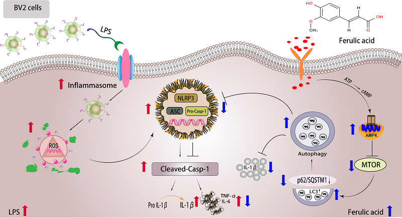 Anti-inflammatory mechanism of ferulic acid.