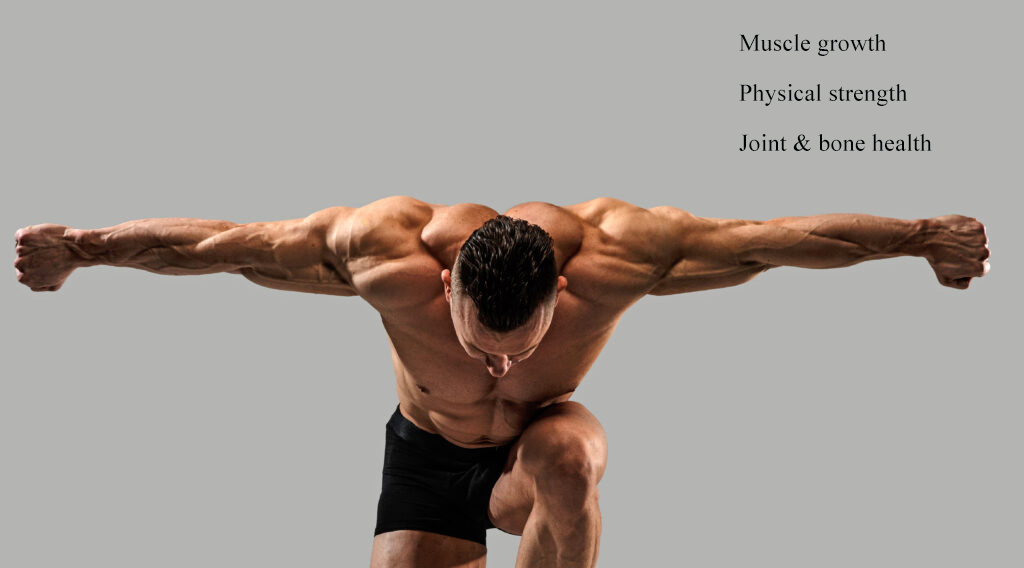 muscle.webp muscle.webp