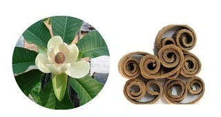 magnolia officinalis